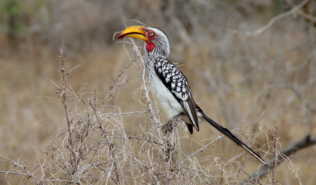Большая  птица носорог сидит на ветке 