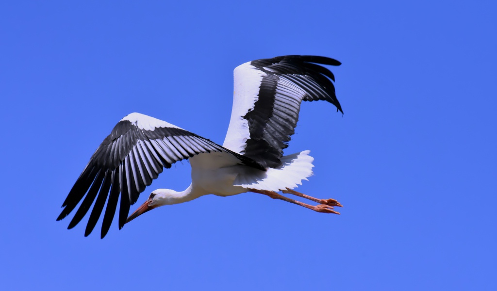 Big stork with black wings on a blue background