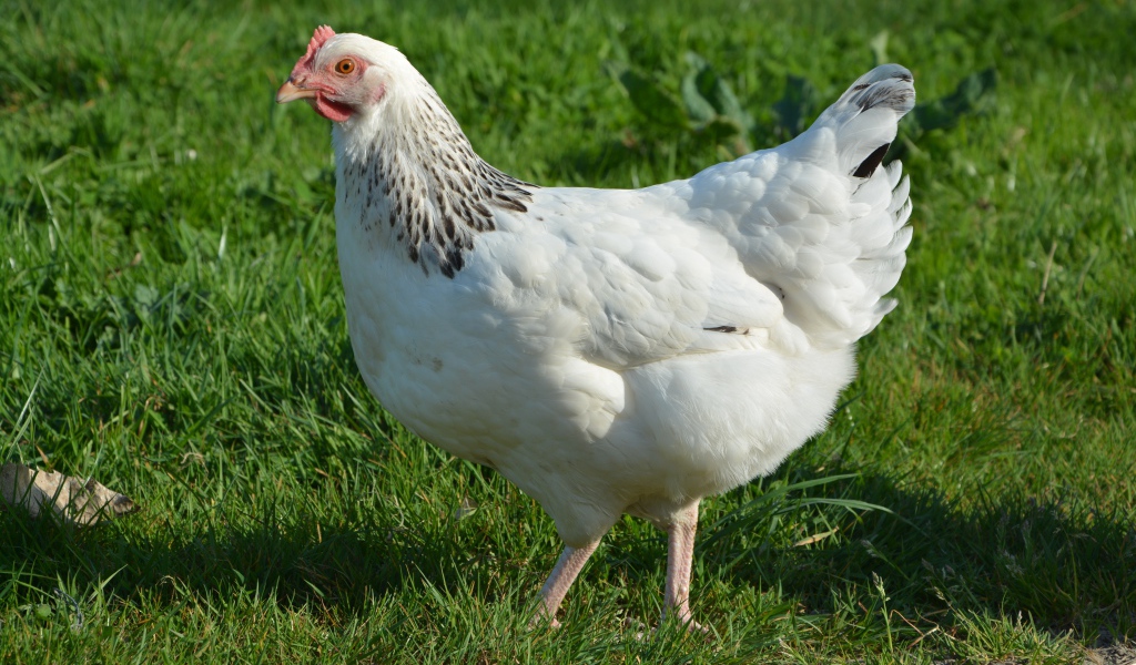 Большая белая курица гуляет по зеленой траве 