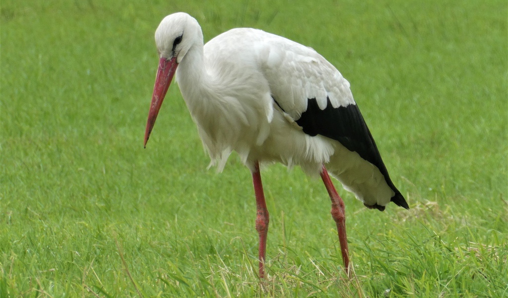 Большой белый аист гуляет по зеленой траве