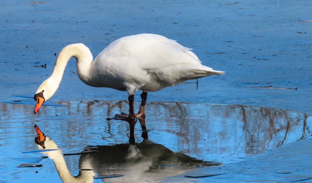 Большой белый лебедь в луже 