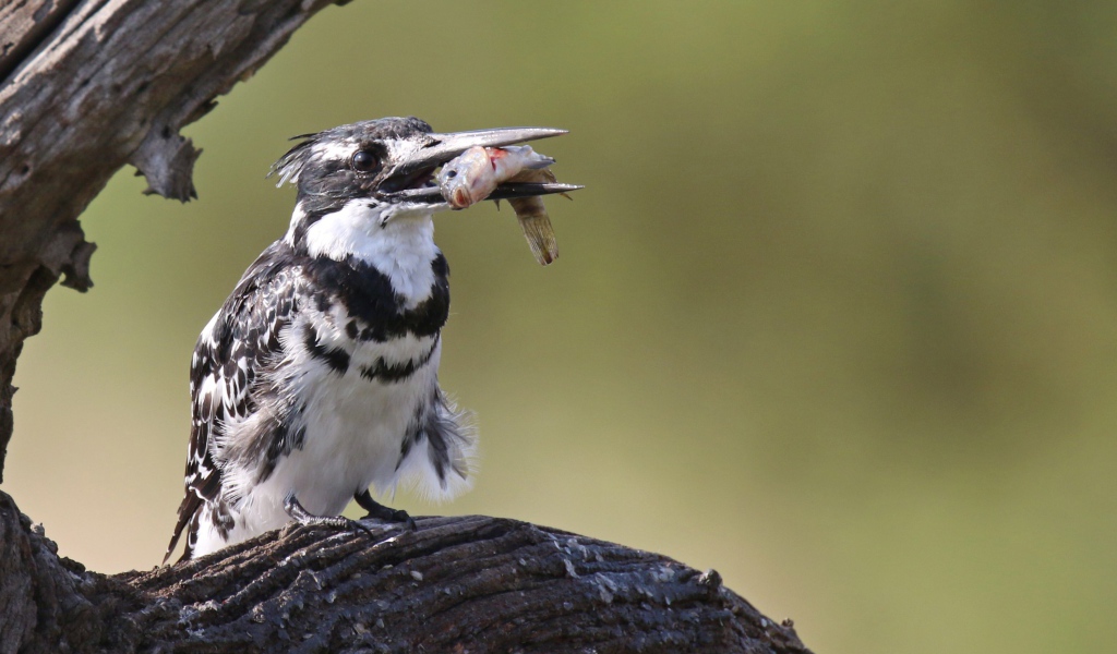 Птица пестрый зимородок с рыбой в клюве 