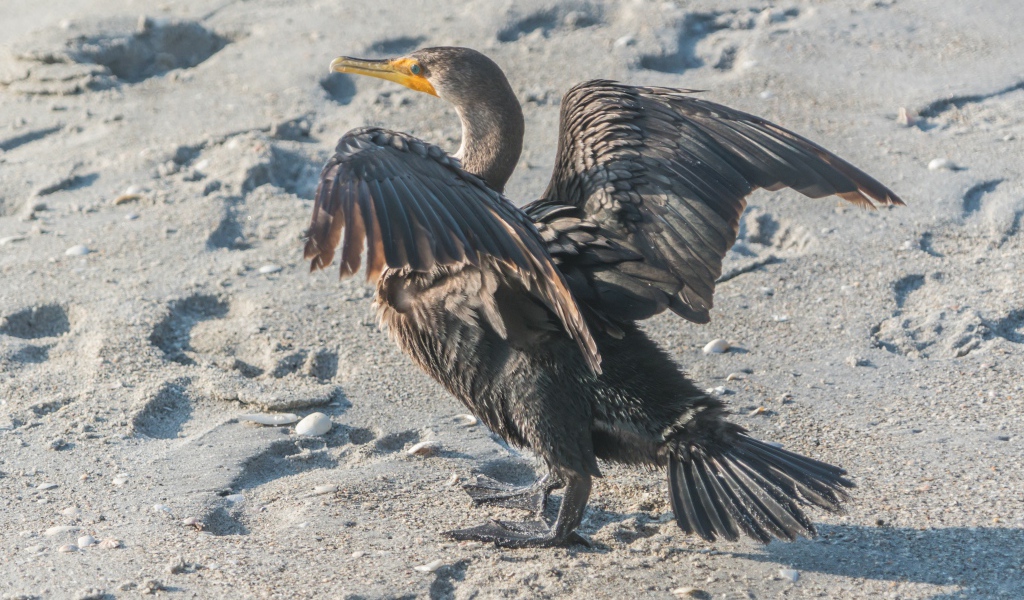 Черный баклан на мокром песке 