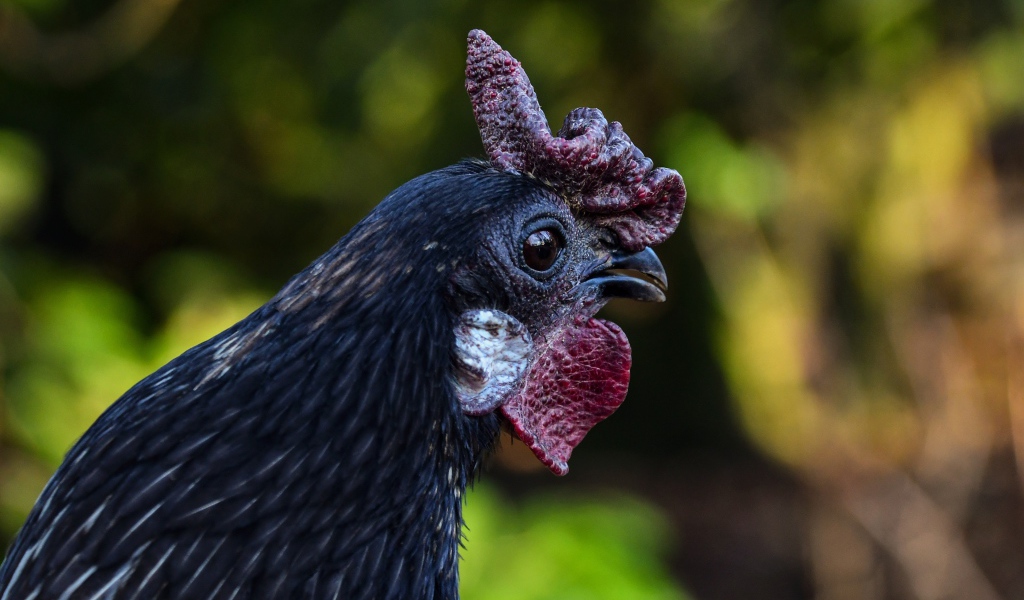 Черная домашняя курица крупным планом