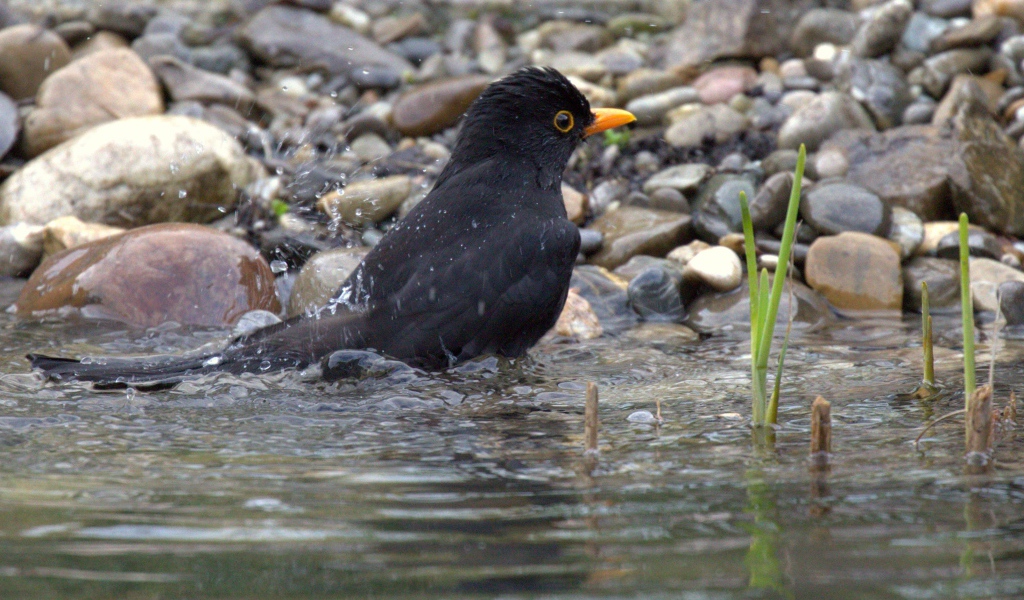 Черный дрозд купается в воде