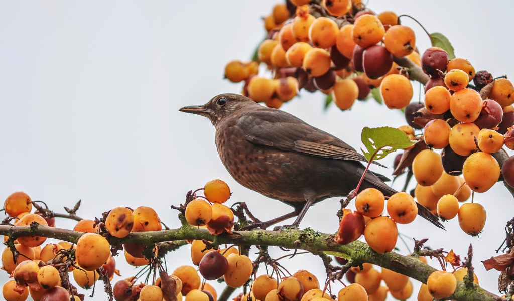 Черный дрозд сидит на ветке с ягодами