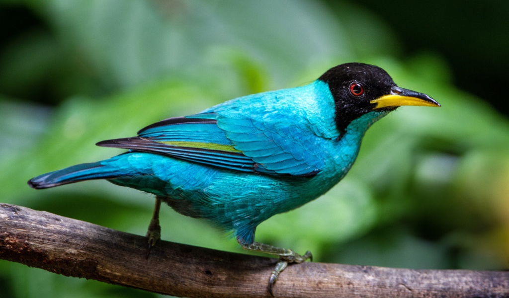 Голубой зеленый медонос сидит на ветке 