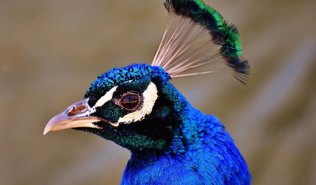 Голова голубого павлина крупным планом 