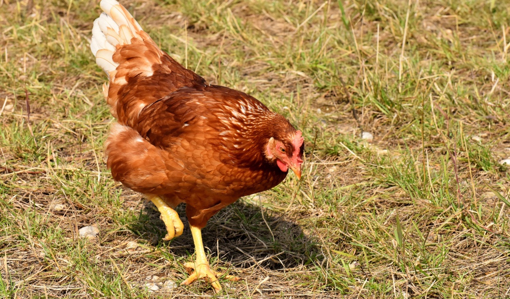 Коричневая домашняя курица гуляет по траве 
