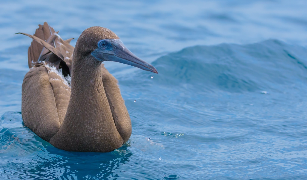 Птица Бурая олуша в воде