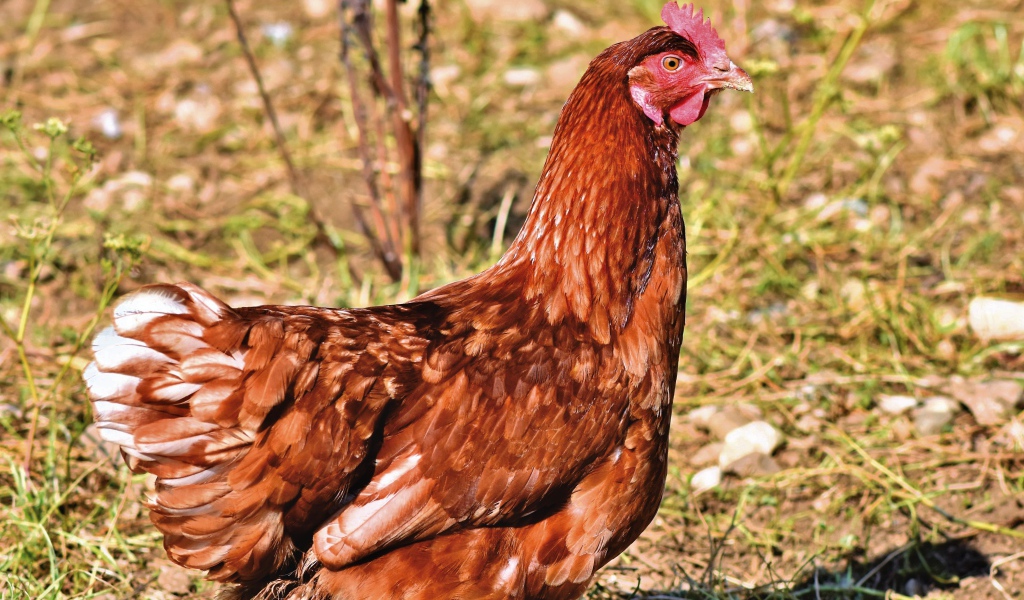 Коричневая домашняя курица на улице 