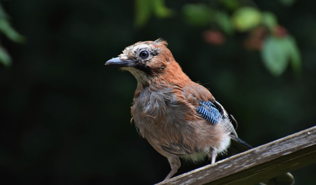 Коричневая сойка сидит на деревянной доске