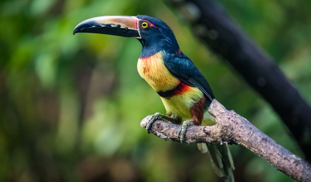 Ошейниковый арасари сидит на ветке дерева