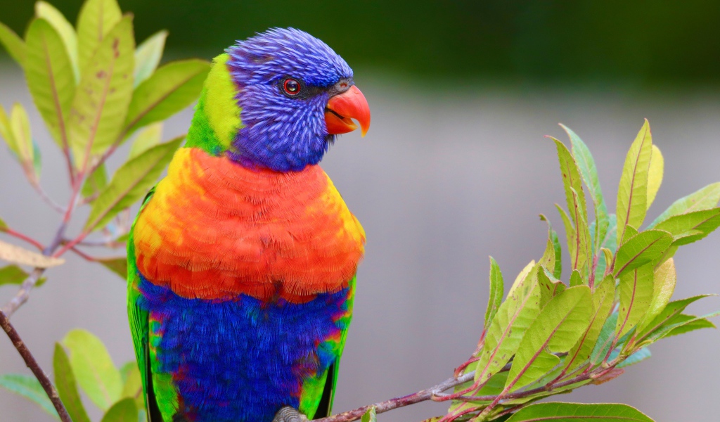Разноцветный красивый попугай сидит на ветке