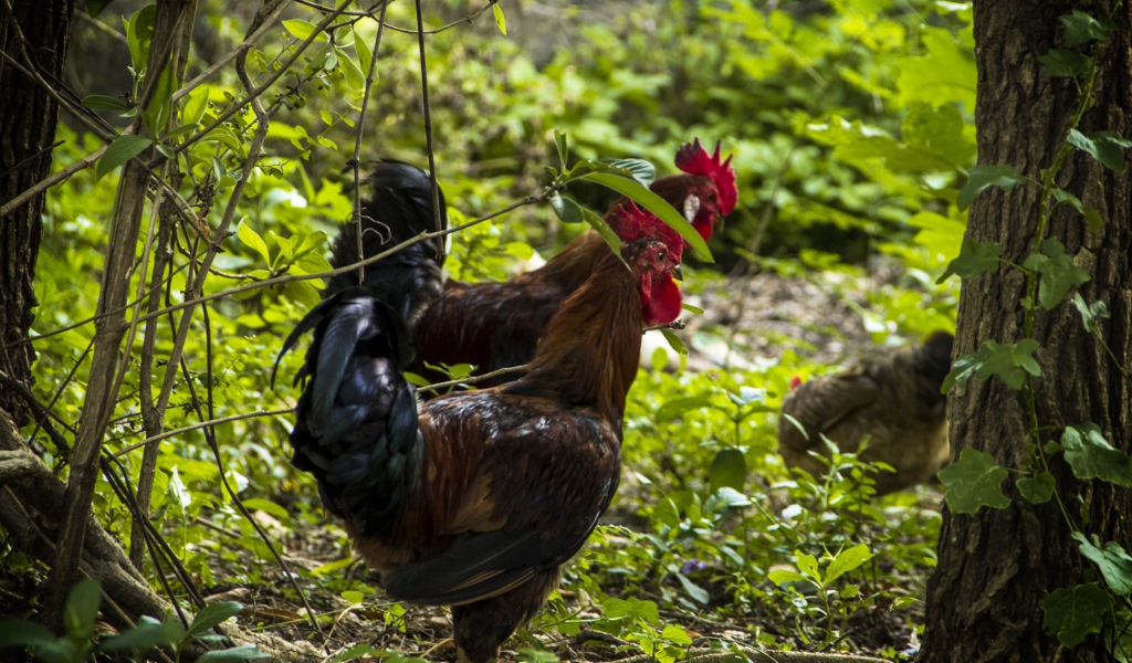 Домашние петухи гуляют в лесу