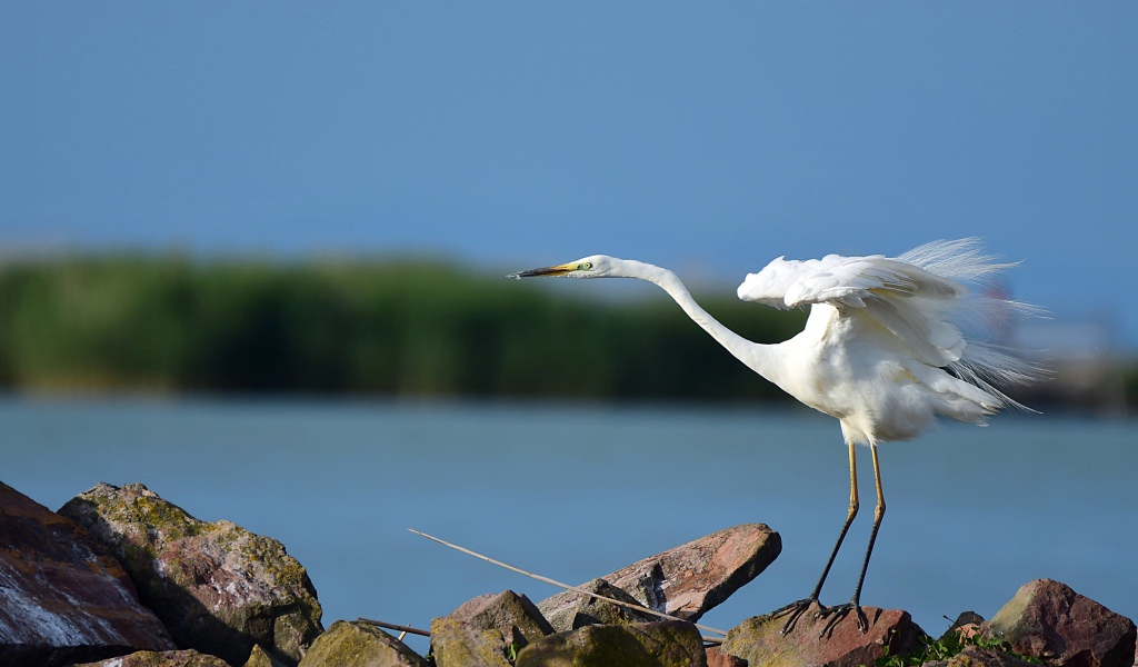 Белая цапля на камне готовится к взлету