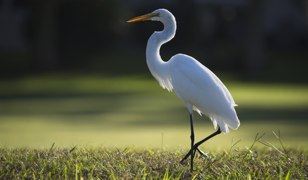 Белая цапля идет по зеленой траве