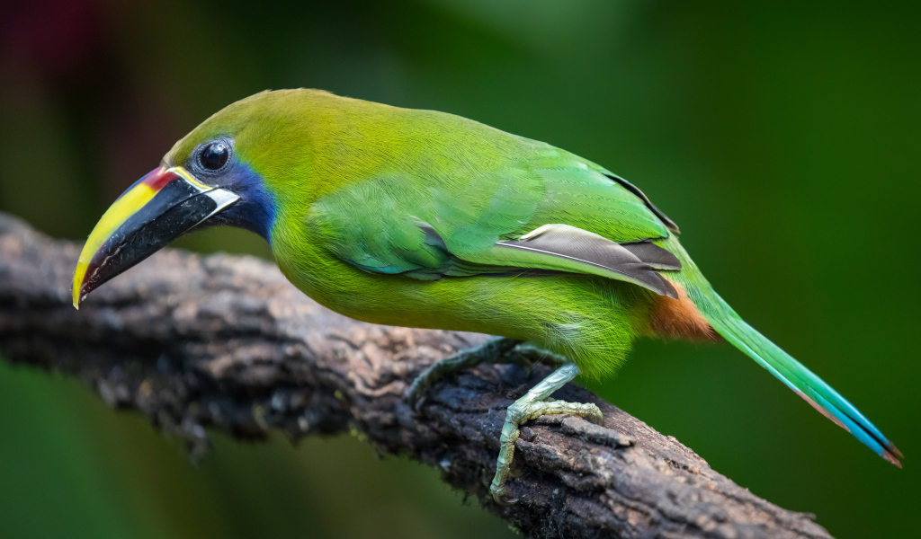Изумрудный туканет сидит на ветке дерева