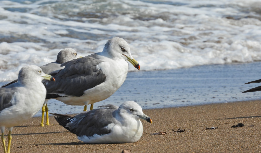 Четыре чайки сидят на песке у моря