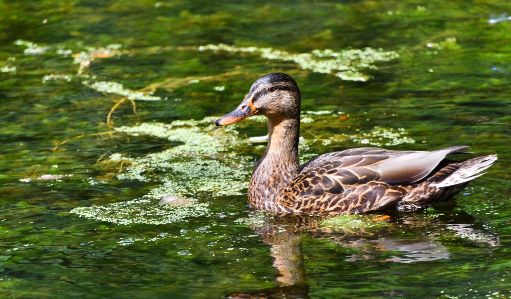 Серая утка плавает в озере 