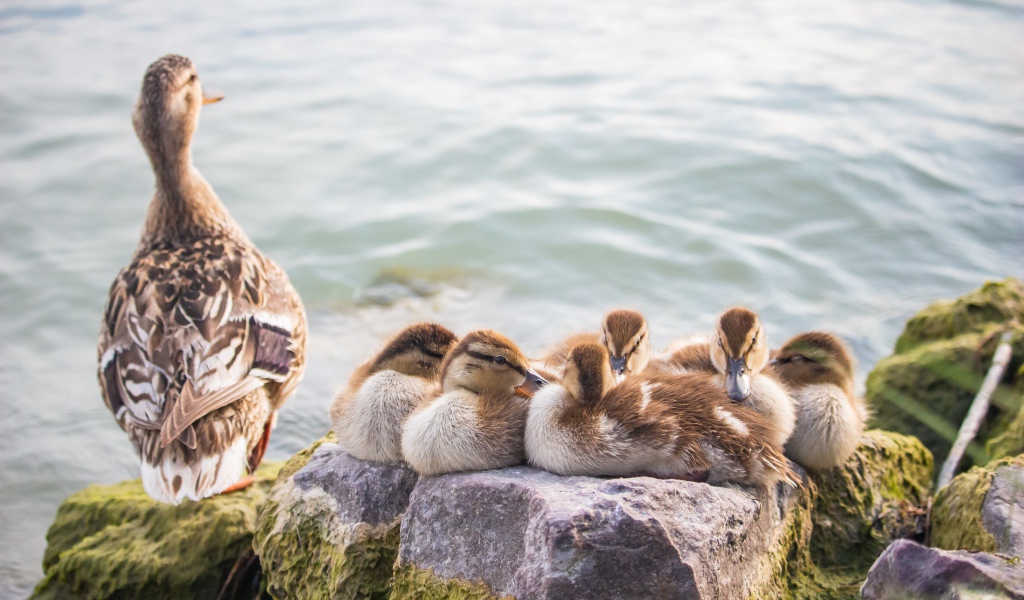 Серая утка с утятами на камне
