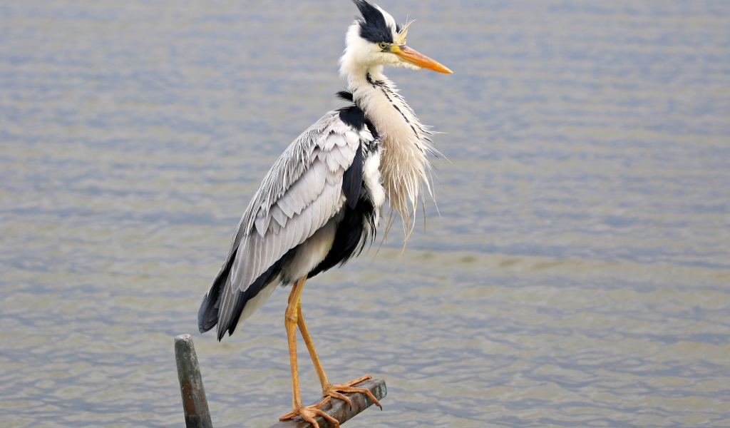 Серая цапля стоит на поручне на фоне воды