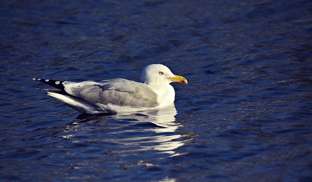 Серая чайка сидит в воде 