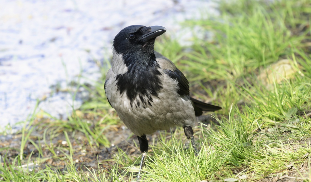 Большая серая ворона на зеленой траве