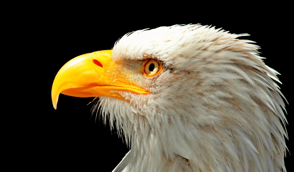 Большой белоголовый орлан с острым желтым клювом на черном фоне