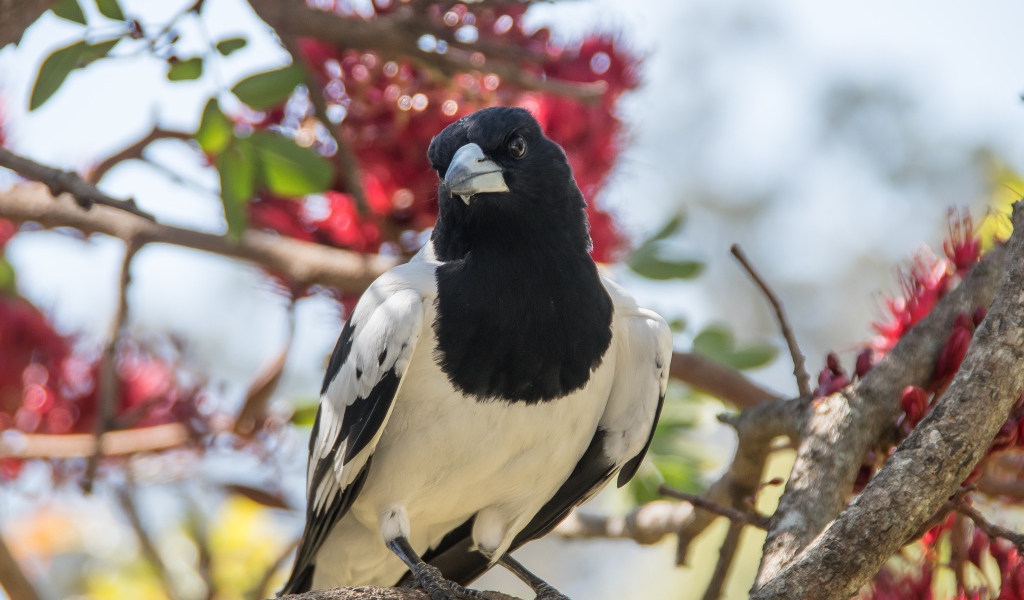 Большая черно-белая сорока сидит на ветке дерева 