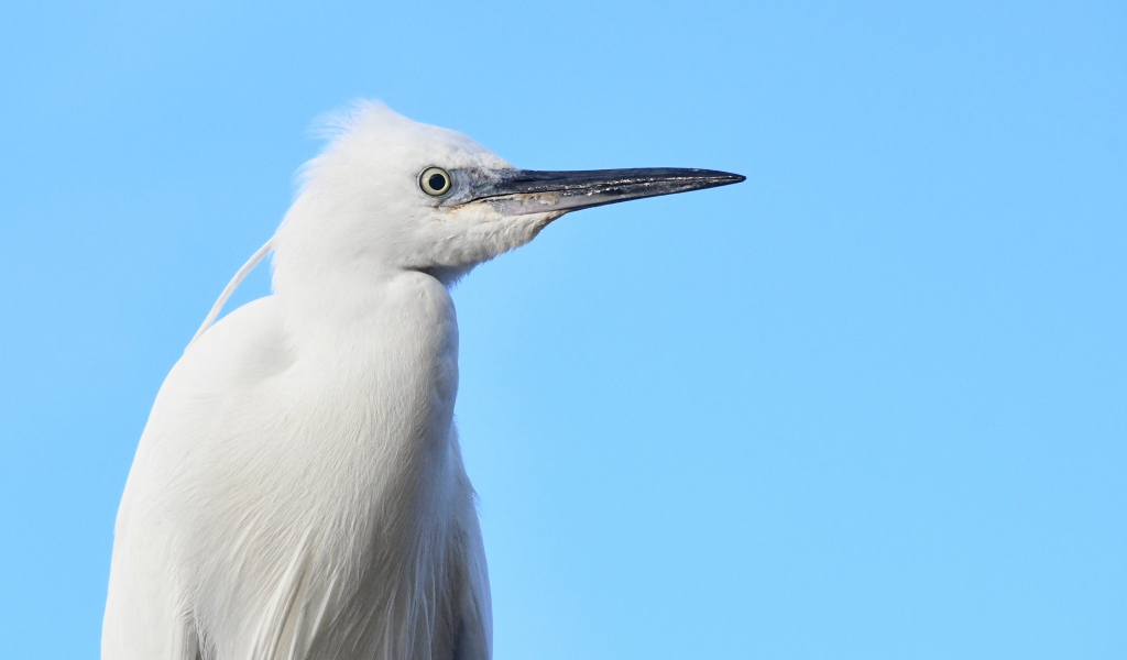 Большая белая цапля на голубом фоне 