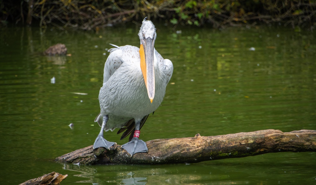 Большой серый пеликан сидит на дереве в воде