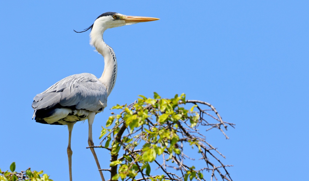 Большая цапля стоит на дереве на фоне голубого неба 