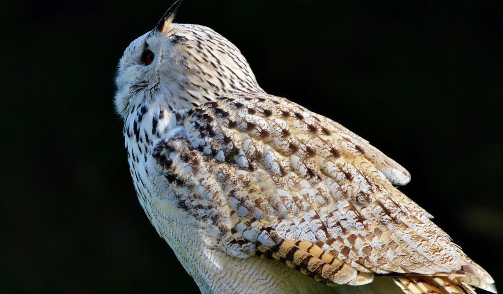 Большая белая сибирская сова на черном фоне