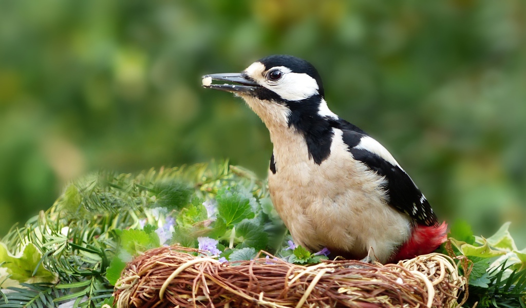 Большой дятел сидит в гнезде 