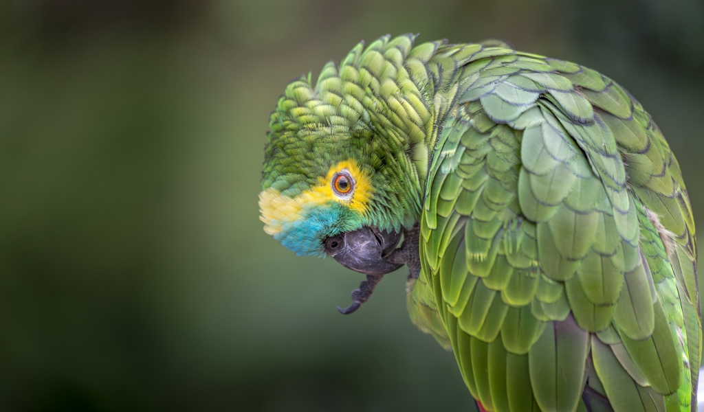 Зеленый попугай чистит лапу 