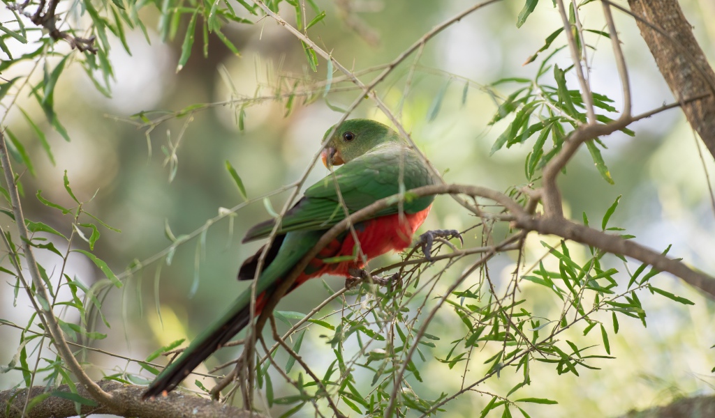 Зеленый попугай сидит на ветке дерева 