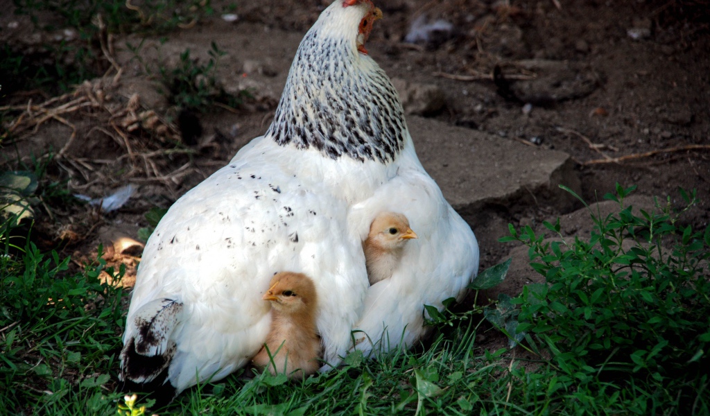 Курица наседка греет маленьких цыплят