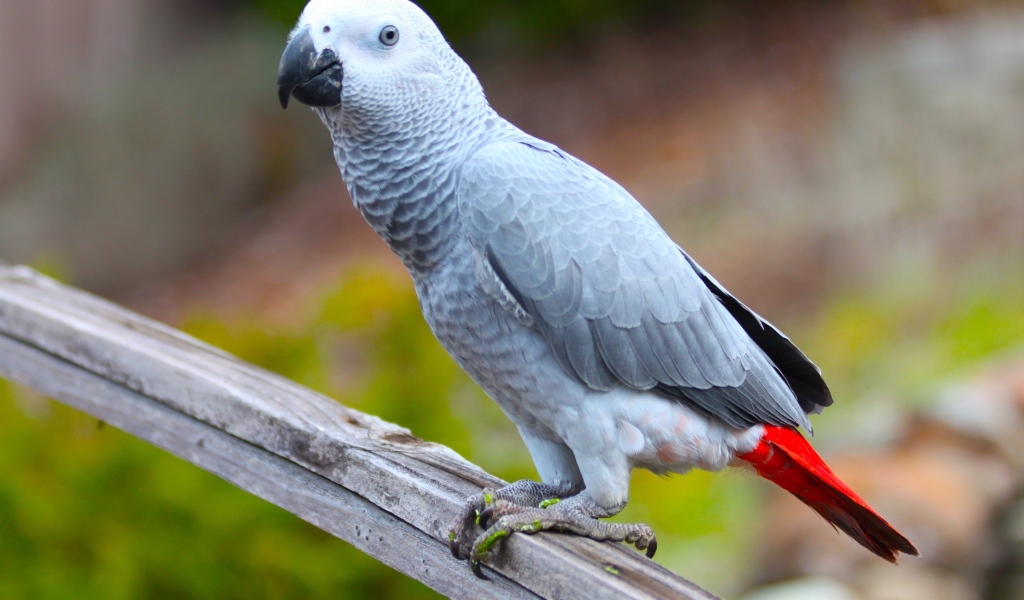 Большой серый попугай жако на ветке 