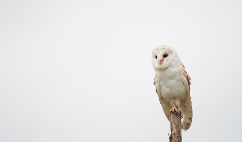 Большая сова сидит на ветке на сером фоне 