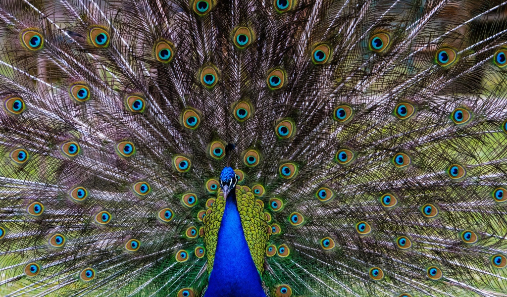 Большой павлин с красивым хвостом 