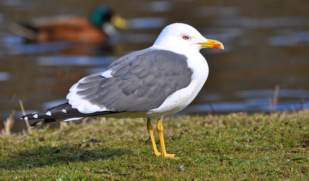 Большая чайка на траве у воды 