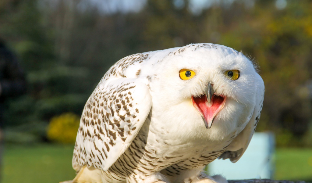 Большая снежная сова с открытым клювом 