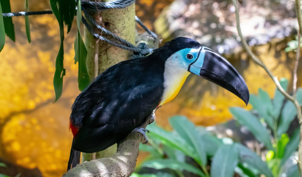 Большой тукан с острым черным клювом на ветке 