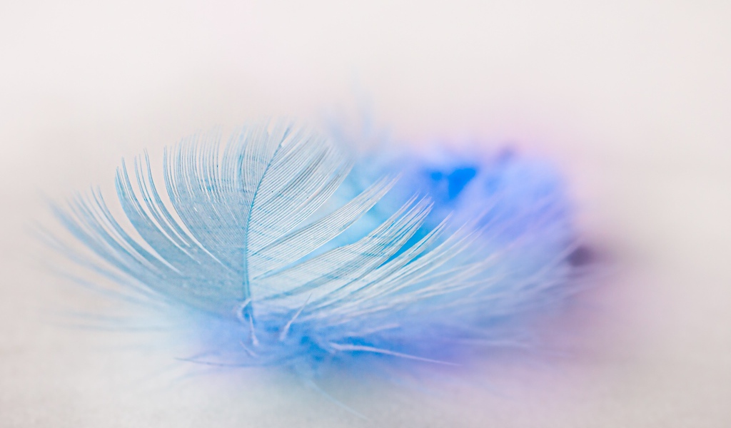 Легкое голубое перо на белом фоне