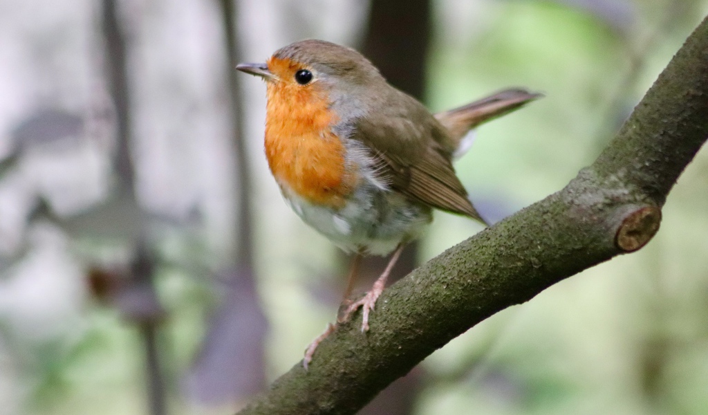 Маленькая птичка с черными глазами сидит на ветке