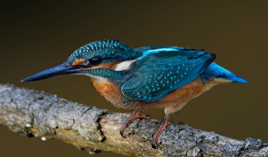 Маленькая голубая птичка зимородок на ветке дерева 
