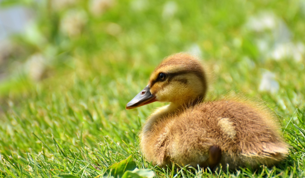 Маленький утенок лежит на зеленой траве 