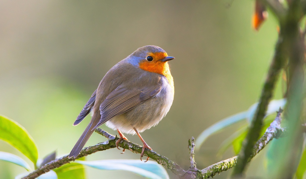 Маленькая хрупкая птичка Зарянка сидит на ветке