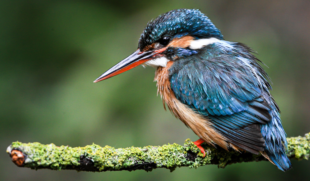 Маленький зимородок сидит на покрытой мхом ветке 
